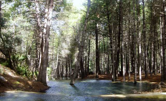 Nacimiento